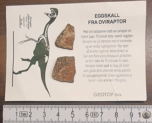 DINOSAUREGG – OVIRAPTOR