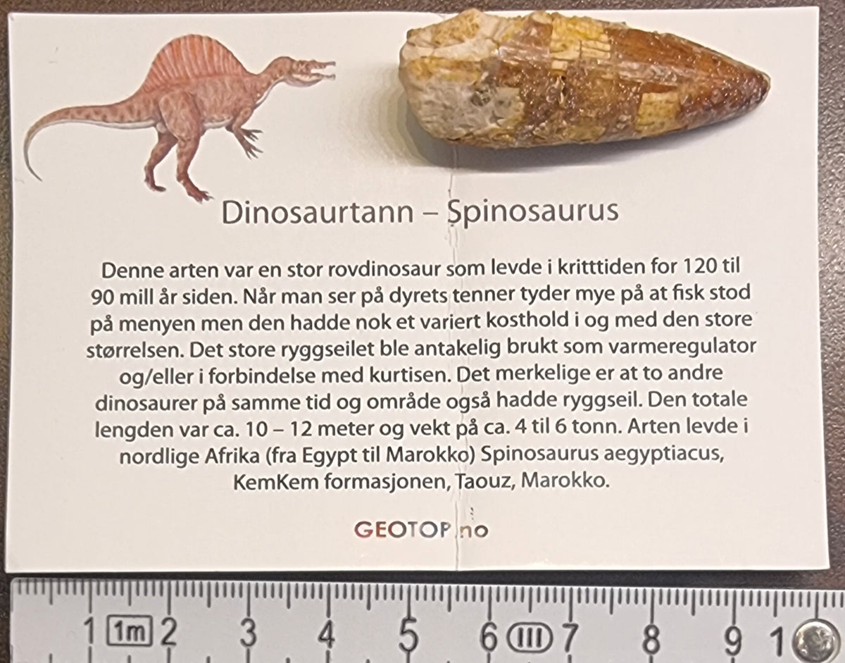 SPINOSAURUS – DINOSAURTANN