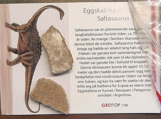 DINOSAUR-EGGSKALL – SALTASAURUS