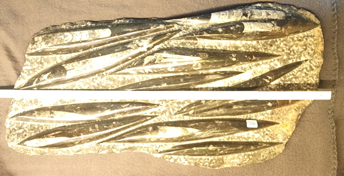 STOR ORTHOCERAS FOSSILPLATE – MAROKKO