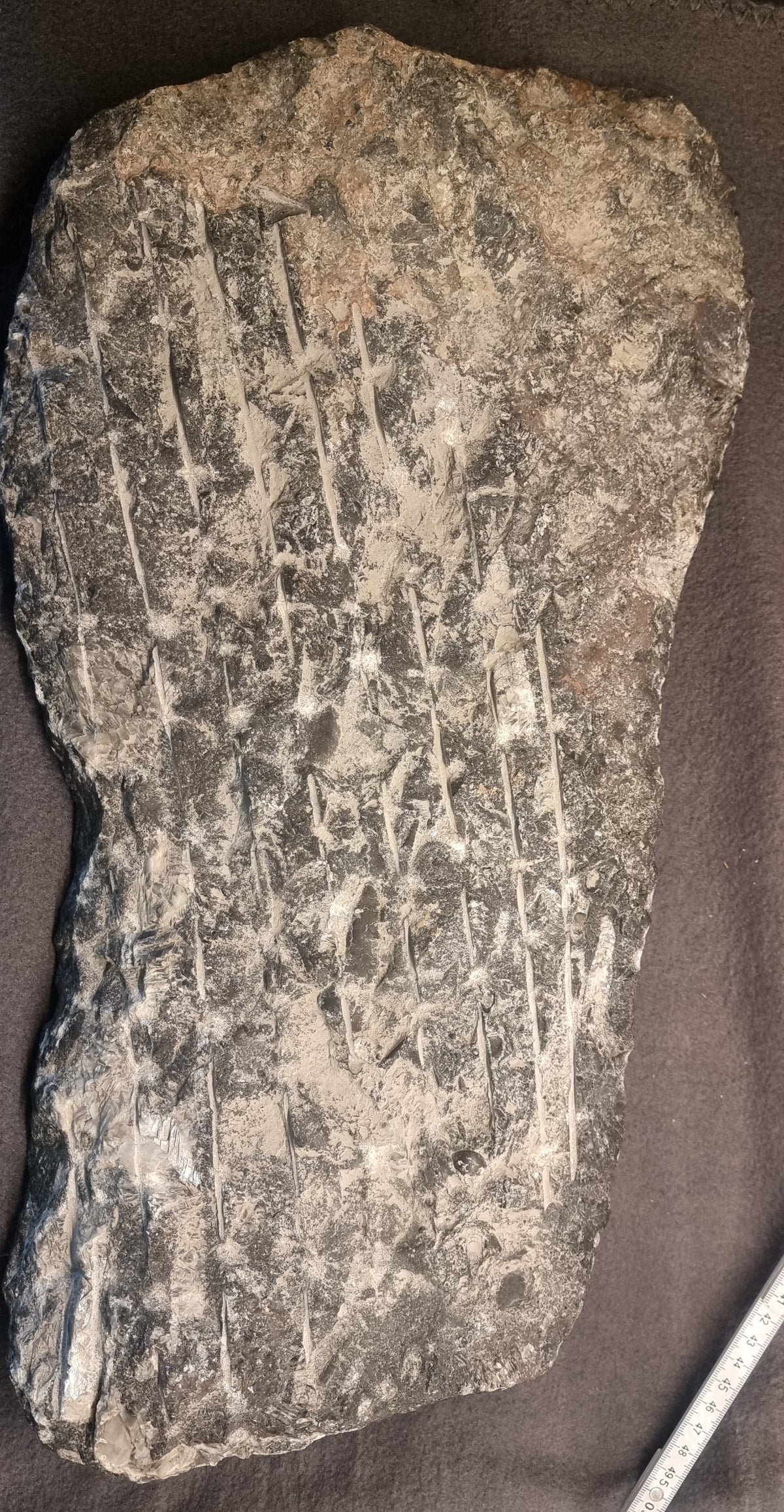 STOR ORTHOCERAS FOSSILPLATE – MAROKKO – bilde 2 av 2