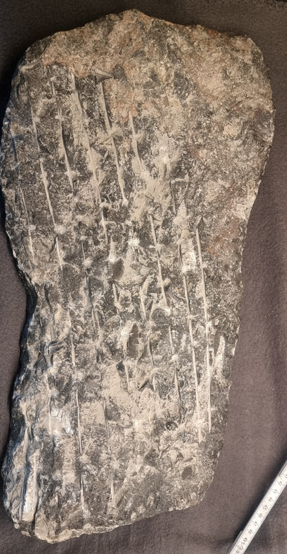 STOR ORTHOCERAS FOSSILPLATE – MAROKKO – bilde 2 av 2