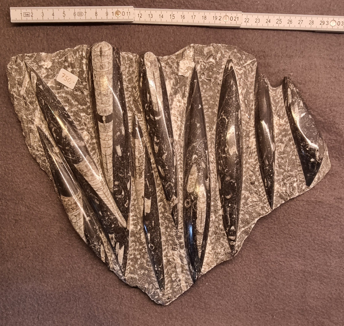 ORTHOCERAS FOSSILPLATE