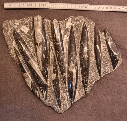 ORTHOCERAS FOSSILPLATE