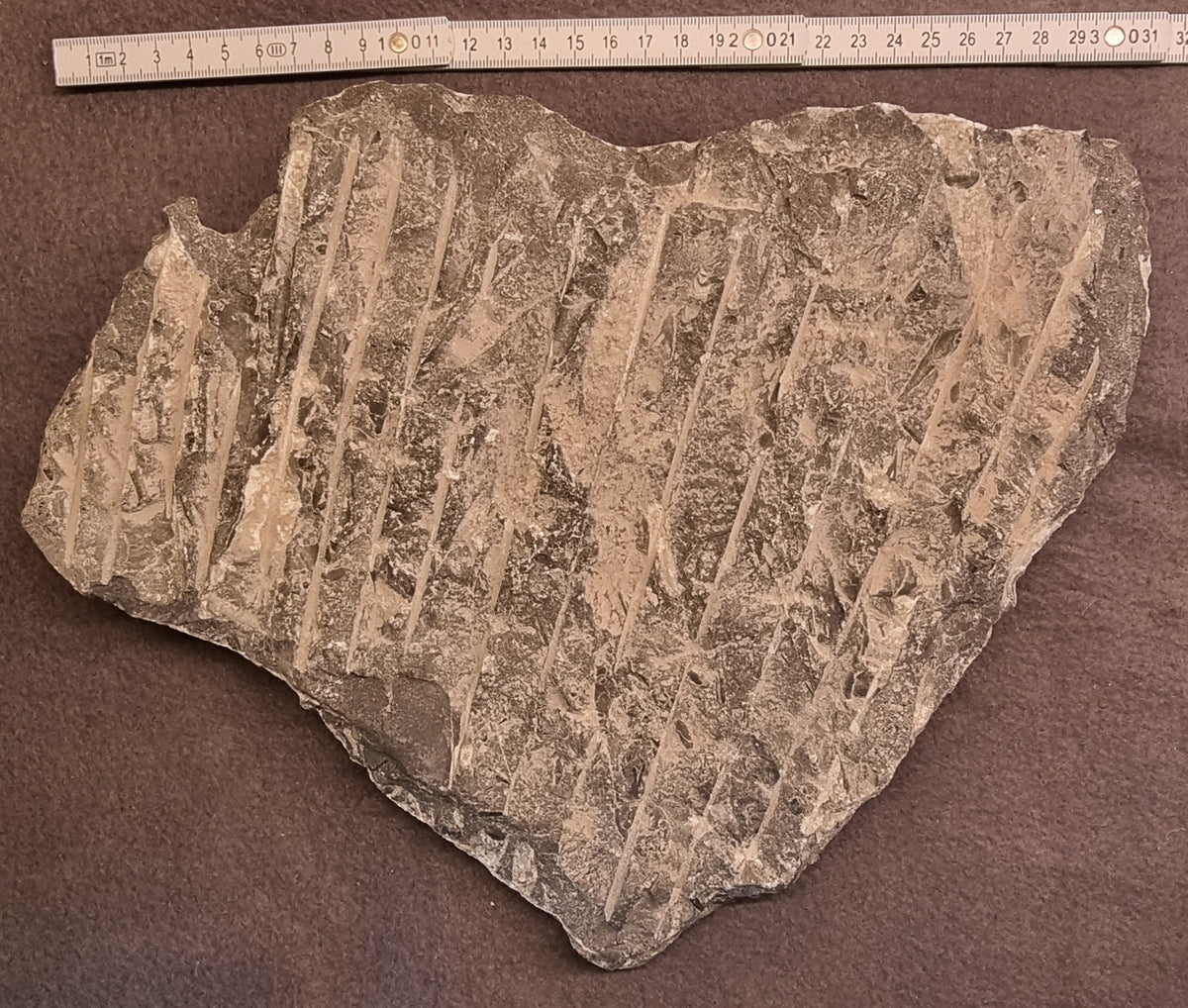 ORTHOCERAS FOSSILPLATE – bilde 2 av 2