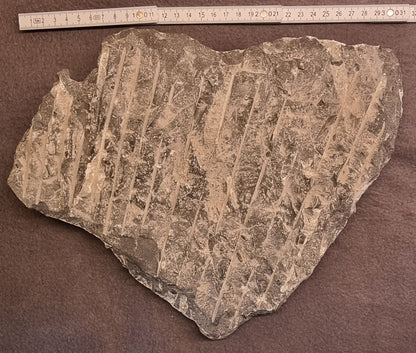 ORTHOCERAS FOSSILPLATE – bilde 2 av 2