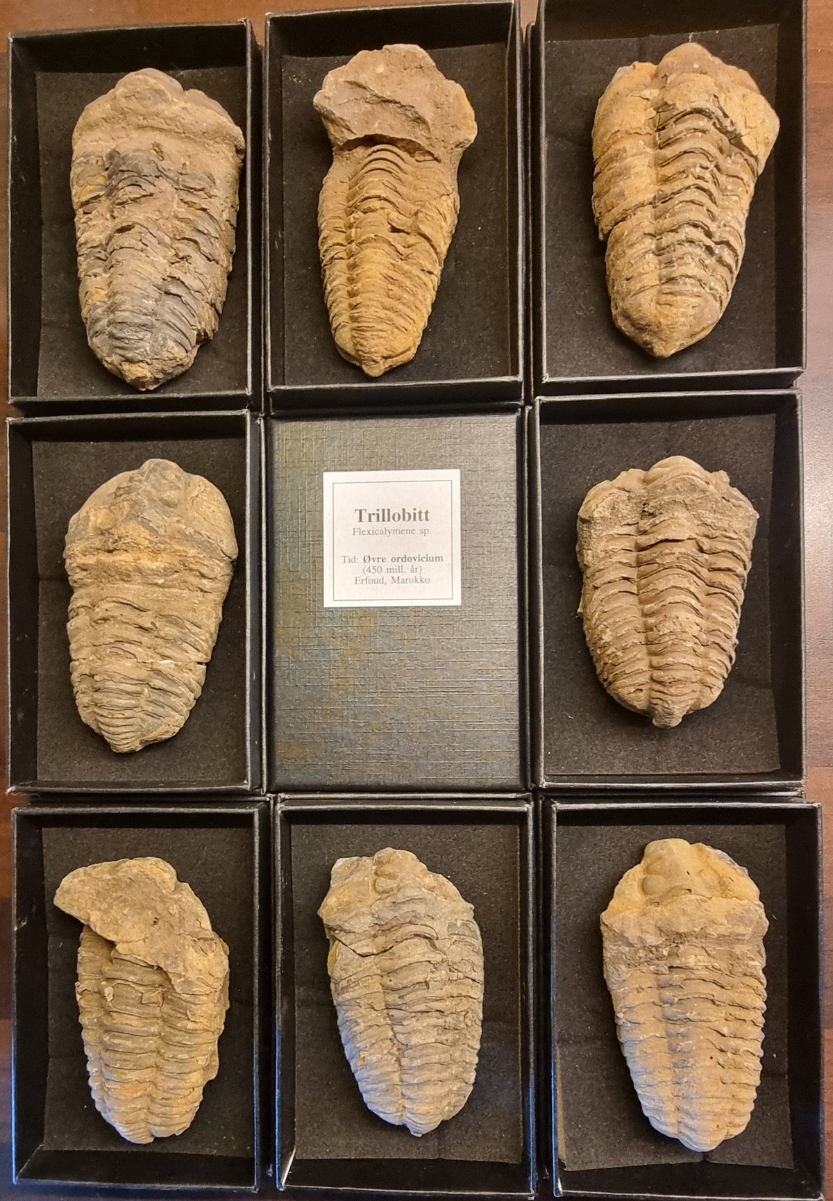 TRILOBITT – 450 MILLIONER ÅR