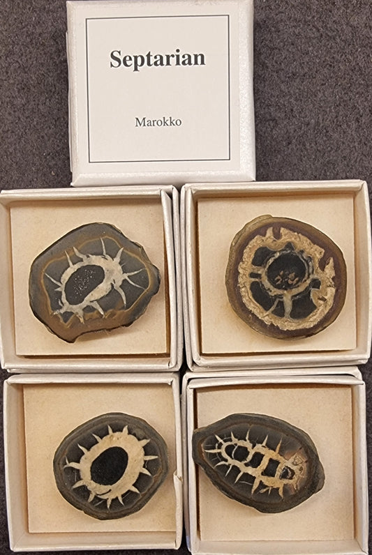 Septarian – Marokko