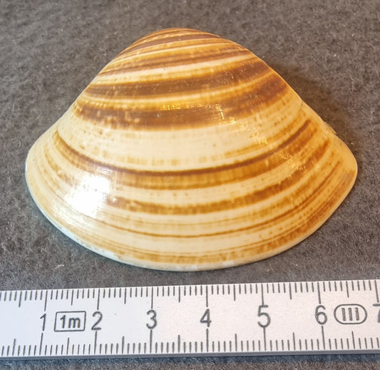 Meretrix-skjell – stripet venusmusling