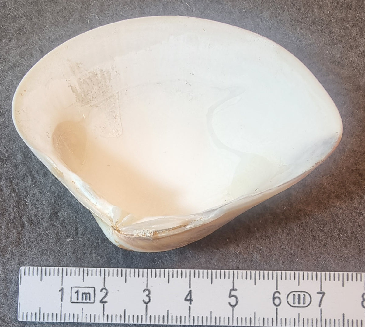 Meretrix-skjell – stripet venusmusling – bilde 2 av 2