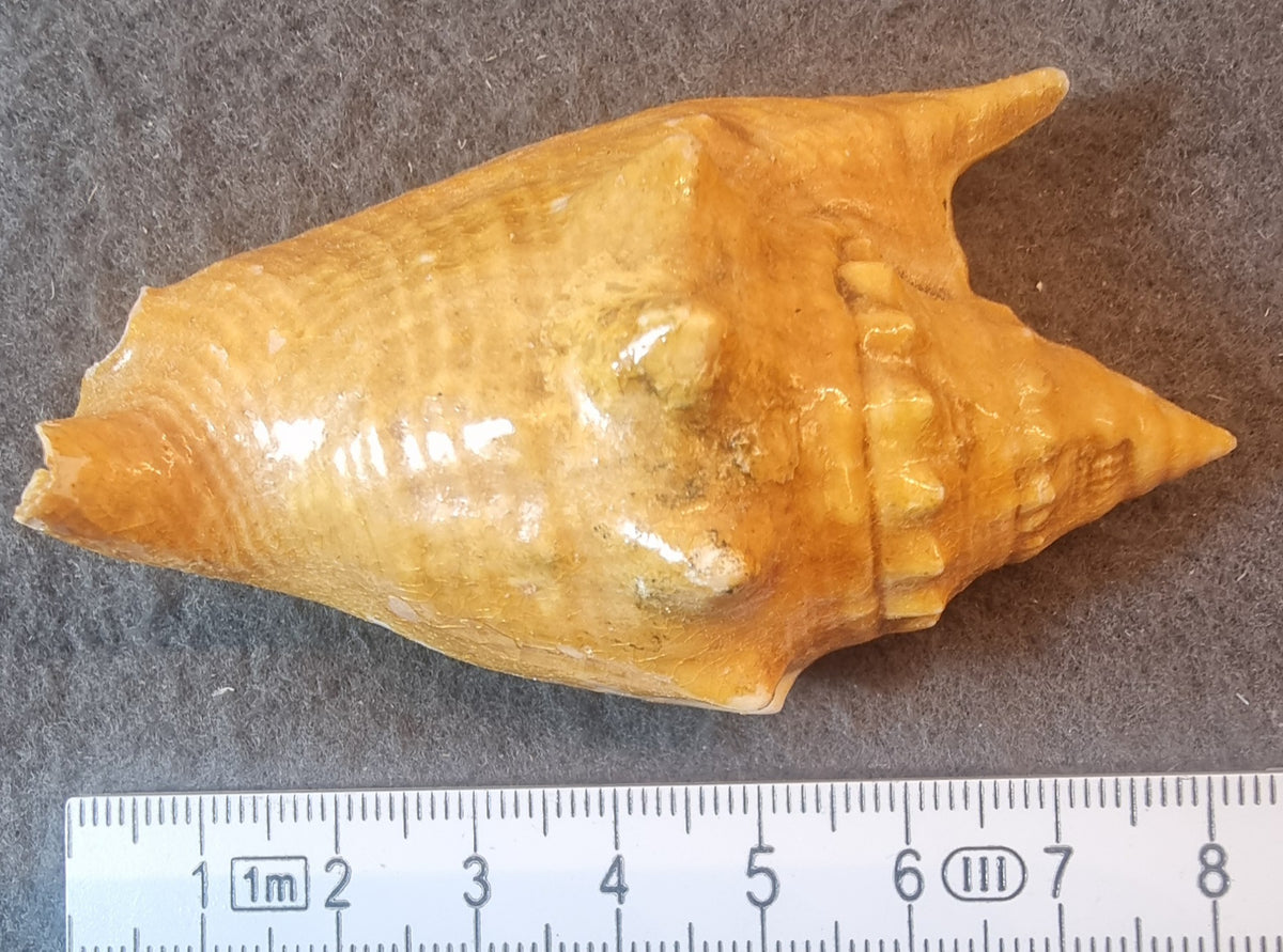 Gul/oransje vingekonkylie – Lambis sp.