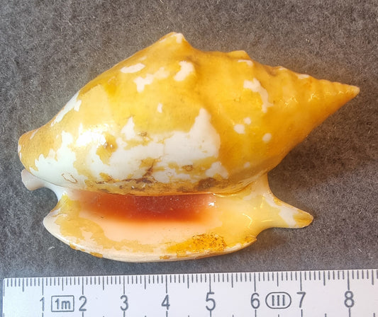 Gul/oransje vingekonkylie – Lambis sp. – bilde 2 av 2