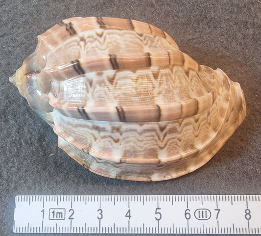 Harpesnegl – Harpa sp. – ca. 7–7,5 cm