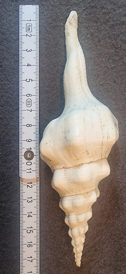 Langspiret spindelsnegl – Fusinus sp. – ca. 17 cm
