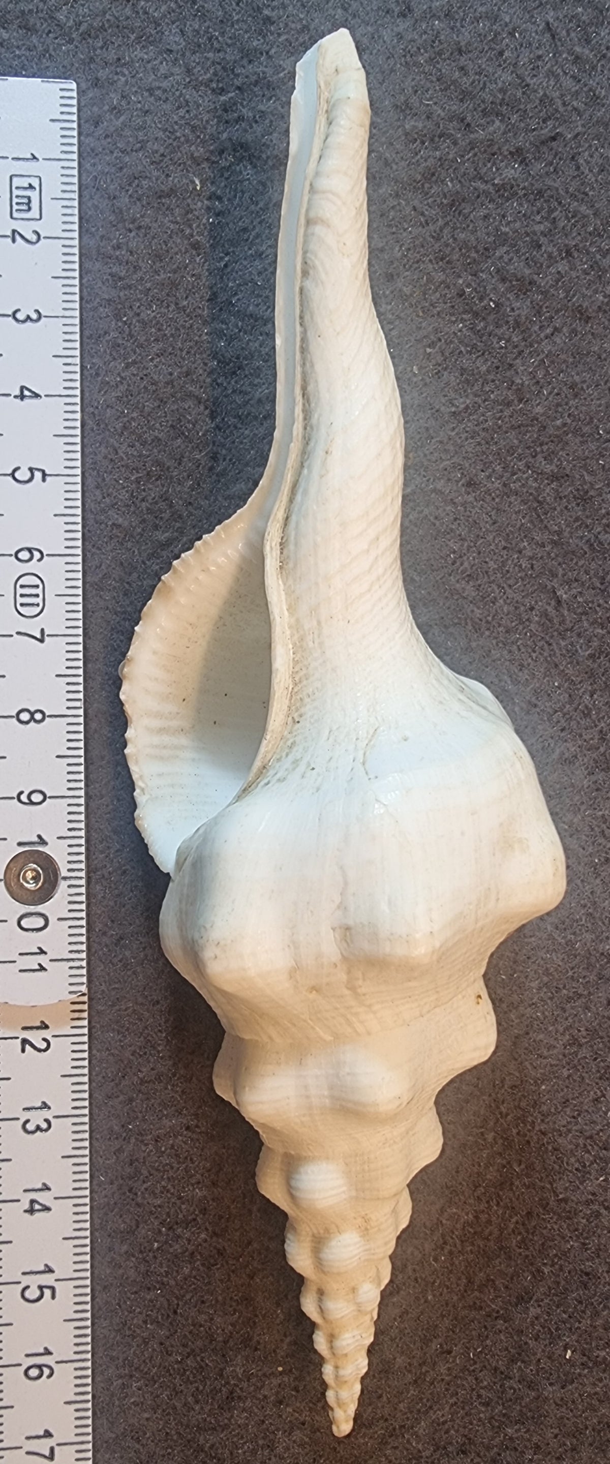 Langspiret spindelsnegl – Fusinus sp. – ca. 17 cm – bilde 2 av 2