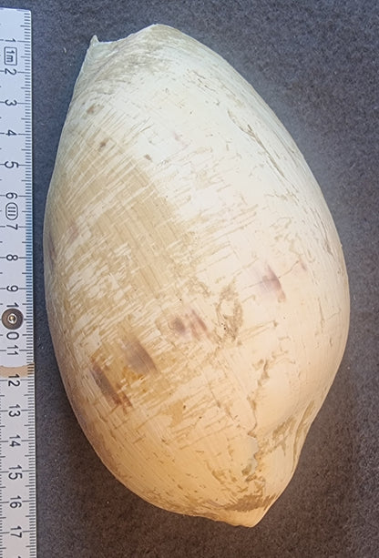 Stor volutesnegl – Melo sp. – ca. 17 cm