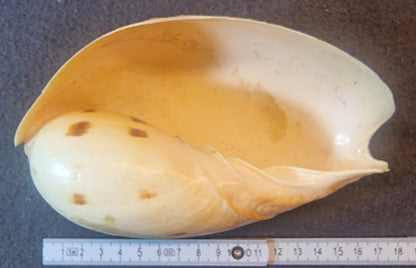 Stor volutesnegl – Melo sp. – ca. 17 cm – bilde 2 av 2