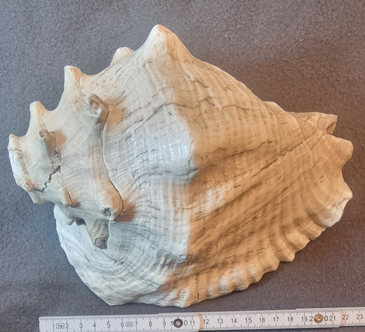 Stor ekte konkylie – dekorativt sjøskjell – ca. 22 cm