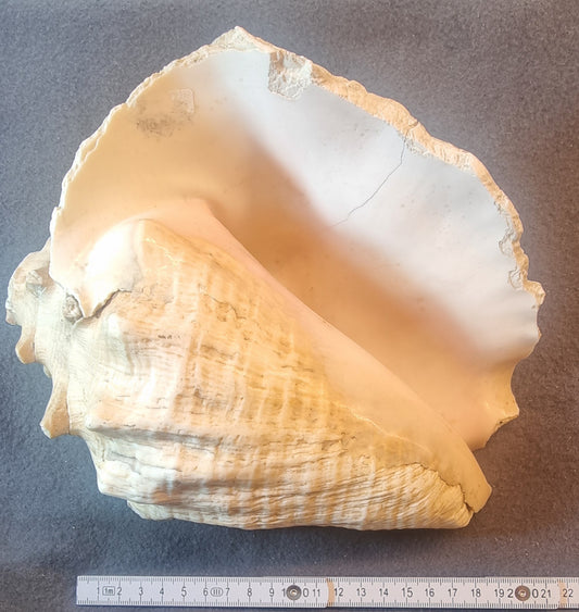 Stor ekte konkylie – dekorativt sjøskjell – ca. 22 cm – bilde 2 av 3