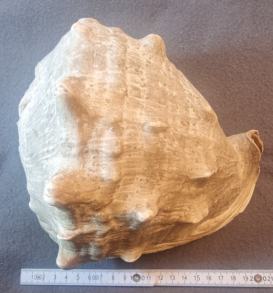 Stor hjelmkonkylie – ekte sjøskjell – ca. 20 cm
