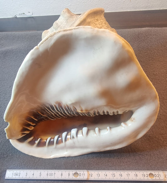 Stor hjelmkonkylie – ekte sjøskjell – ca. 20 cm – bilde 2 av 5