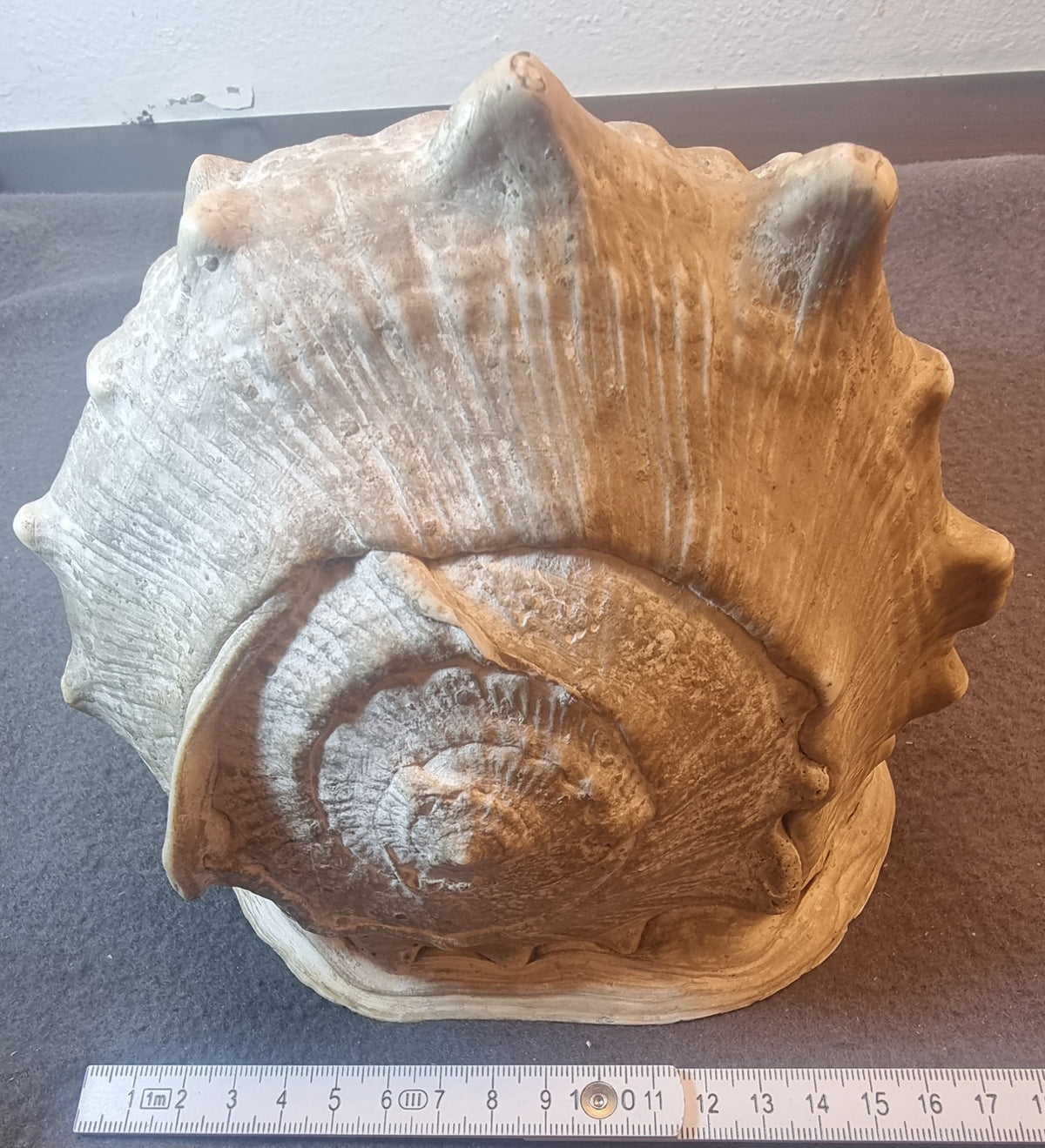 Stor hjelmkonkylie – ekte sjøskjell – ca. 20 cm – bilde 3 av 5