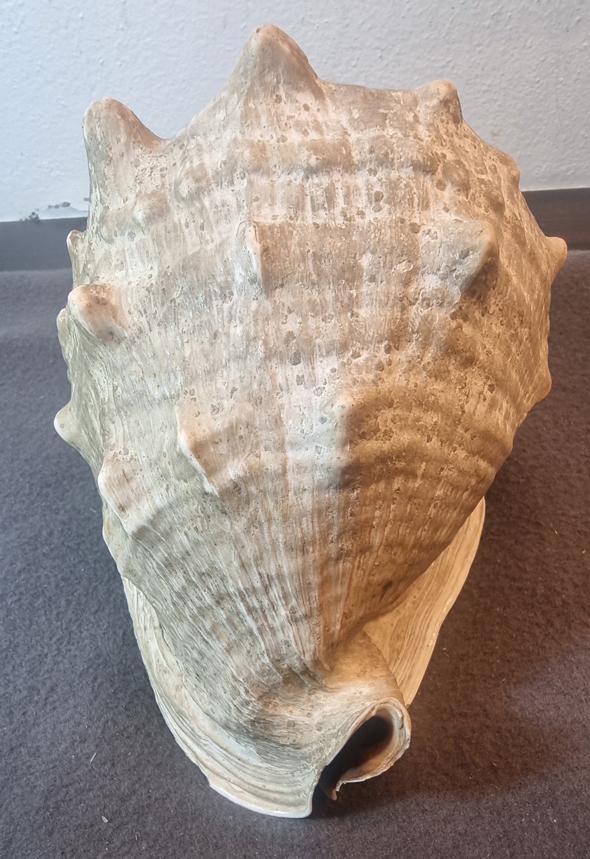 Stor hjelmkonkylie – ekte sjøskjell – ca. 20 cm – bilde 5 av 5