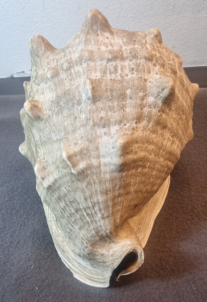 Stor hjelmkonkylie – ekte sjøskjell – ca. 20 cm – bilde 5 av 5