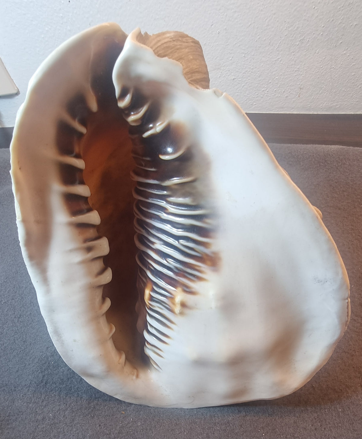 Stor hjelmkonkylie – ekte sjøskjell – ca. 20 cm – bilde 4 av 5