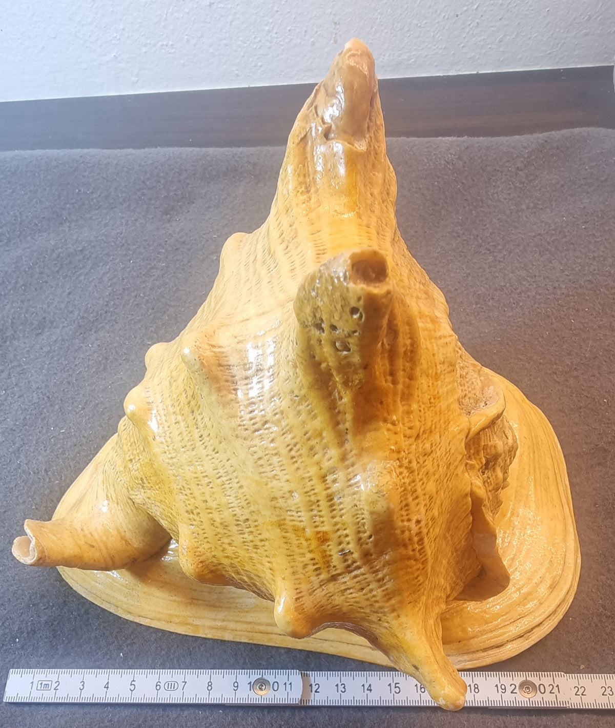 Giant Spider Conch – Lambis truncata – stort ekte sjøskjell