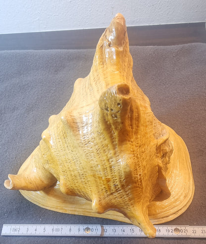 Giant Spider Conch – Lambis truncata – stort ekte sjøskjell