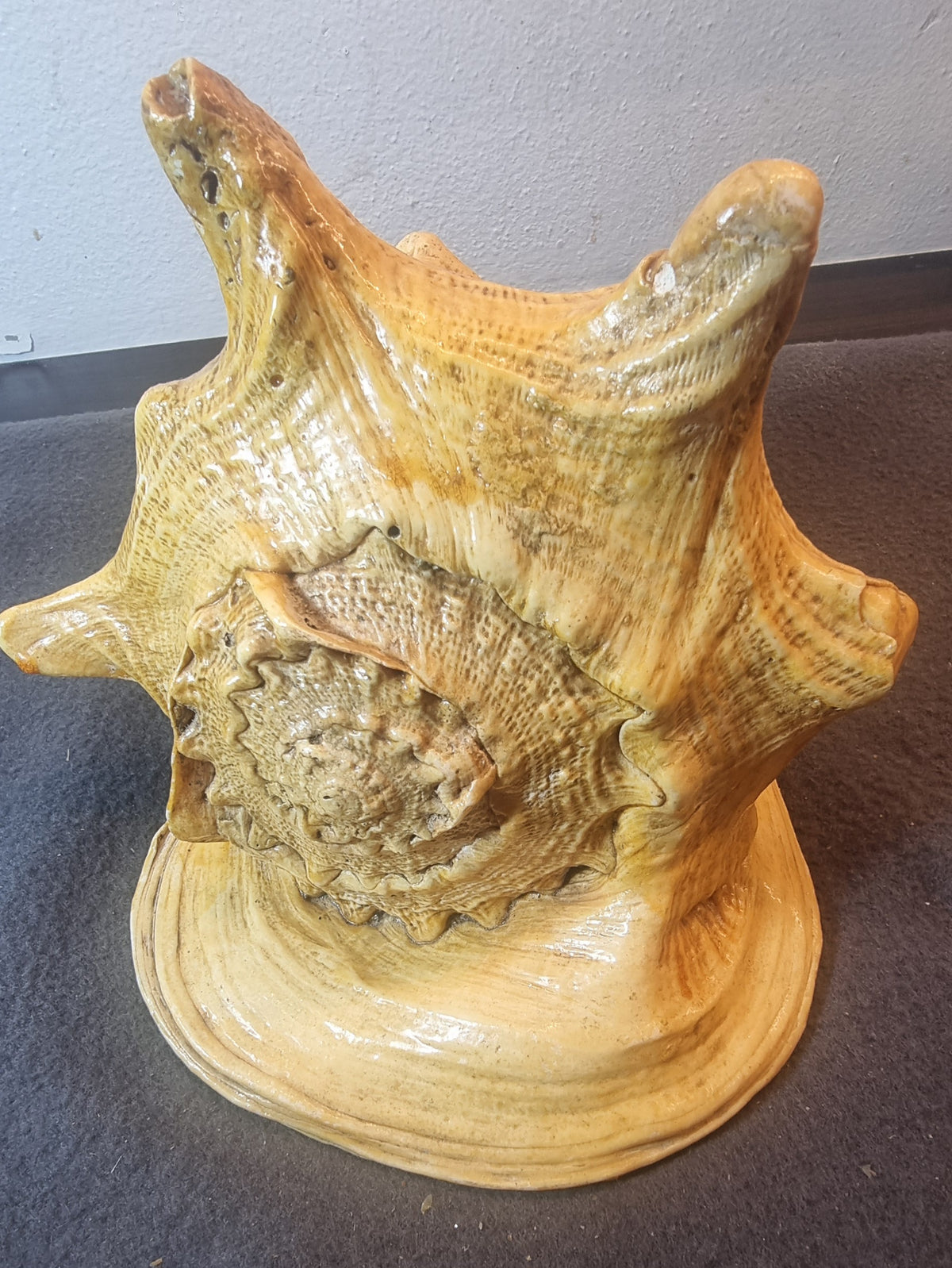Giant Spider Conch – Lambis truncata – stort ekte sjøskjell – bilde 3 av 4