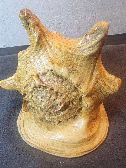 Giant Spider Conch – Lambis truncata – stort ekte sjøskjell – bilde 3 av 4