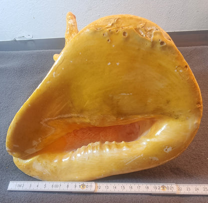 Giant Spider Conch – Lambis truncata – stort ekte sjøskjell – bilde 4 av 4