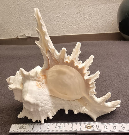 Venus Comb Murex – Murex pecten – spektakulært piggskjell