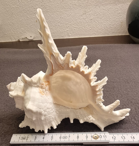 Venus Comb Murex – Murex pecten – spektakulært piggskjell