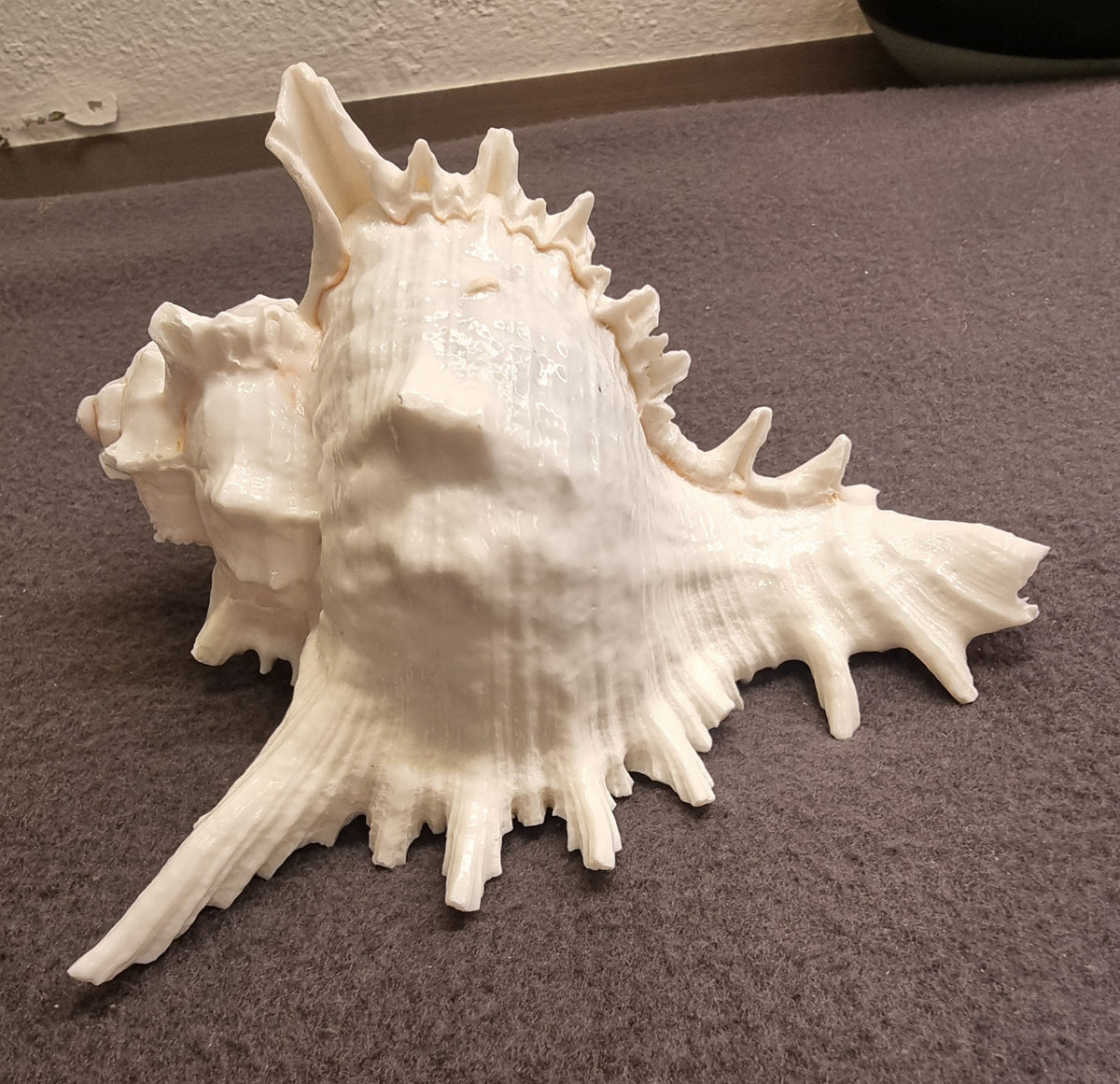 Venus Comb Murex – Murex pecten – spektakulært piggskjell – bilde 3 av 3