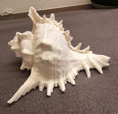 Venus Comb Murex – Murex pecten – spektakulært piggskjell – bilde 3 av 3
