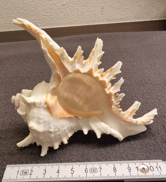 Ramose Murex – Chicoreus ramosus – ekte tropisk samlerskjell