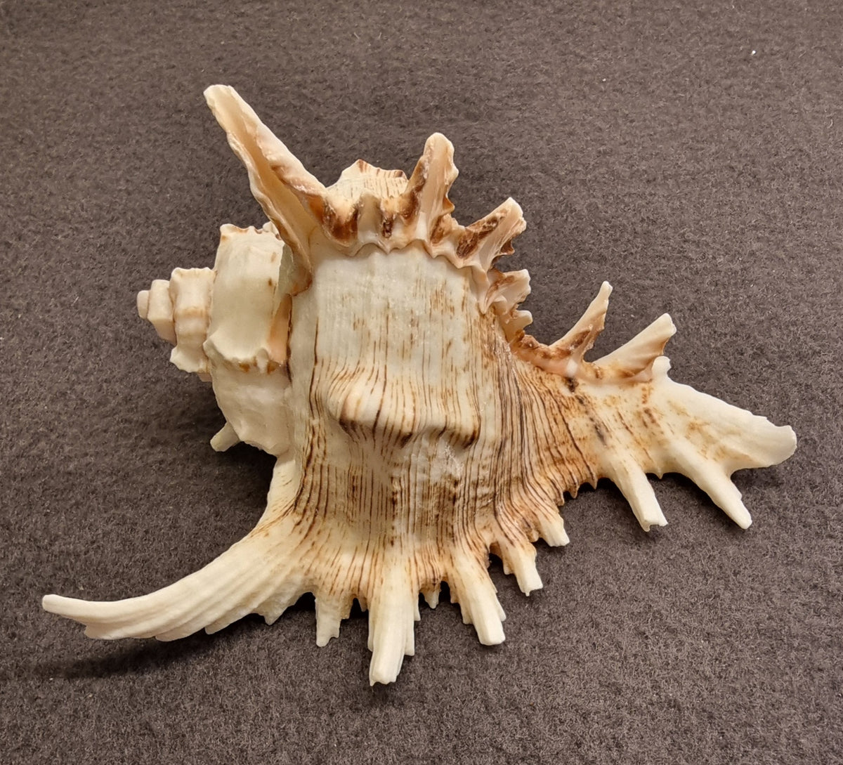 Ramose Murex – Chicoreus ramosus – ekte tropisk samlerskjell – bilde 3 av 3