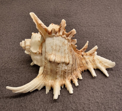Ramose Murex – Chicoreus ramosus – ekte tropisk samlerskjell – bilde 3 av 3