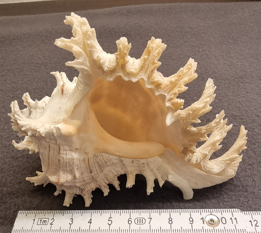 Ramose Murex – Chicoreus ramosus – ekte tropisk samlerskjell