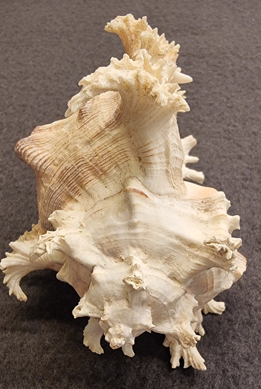 Ramose Murex – Chicoreus ramosus – ekte tropisk samlerskjell – bilde 2 av 3