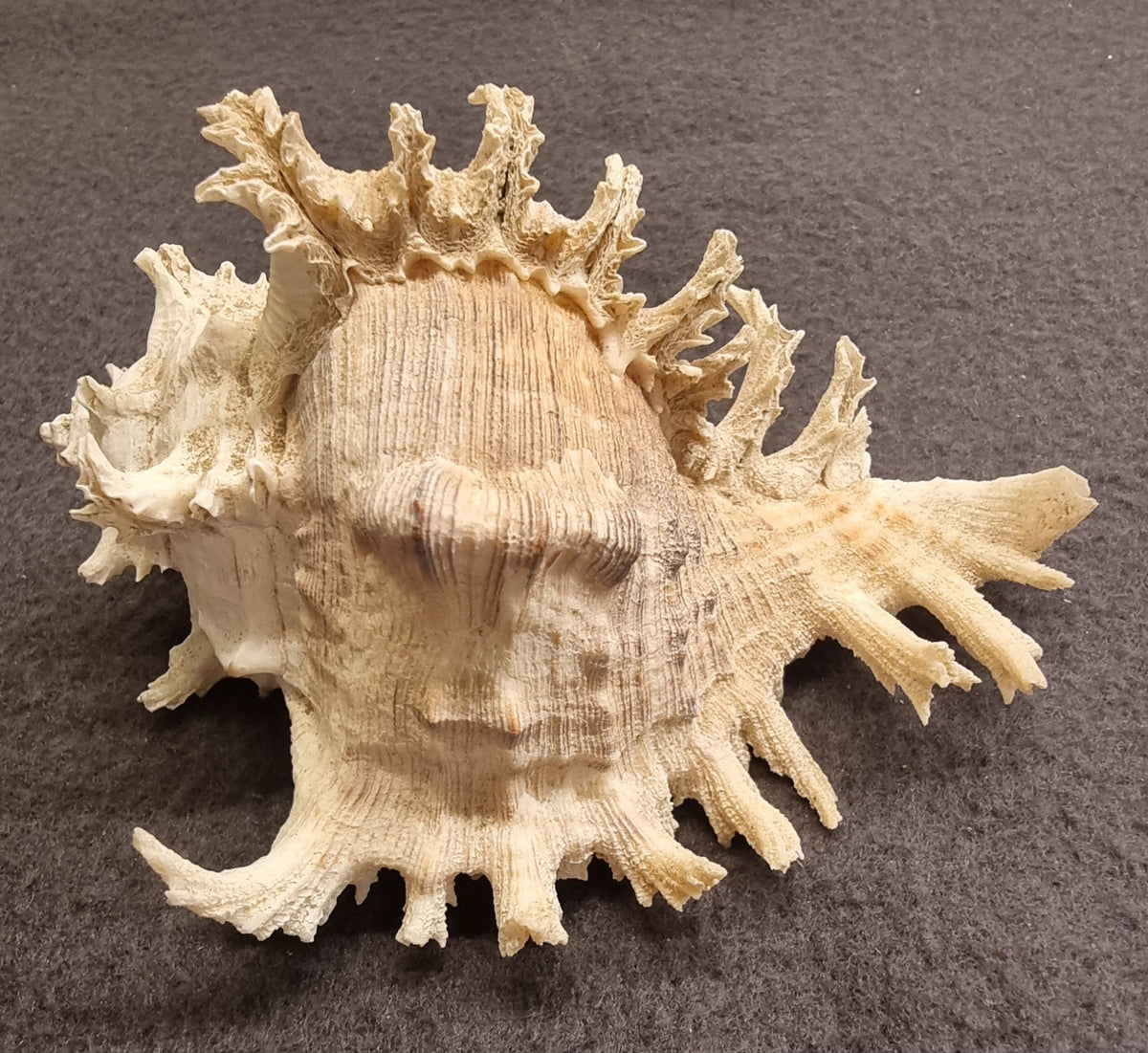 Ramose Murex – Chicoreus ramosus – ekte tropisk samlerskjell – bilde 3 av 3