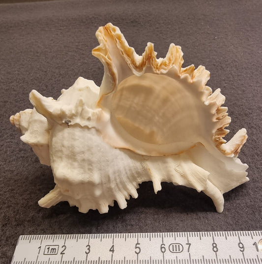 Ramose Murex – Chicoreus ramosus – ekte tropisk sjøskjell