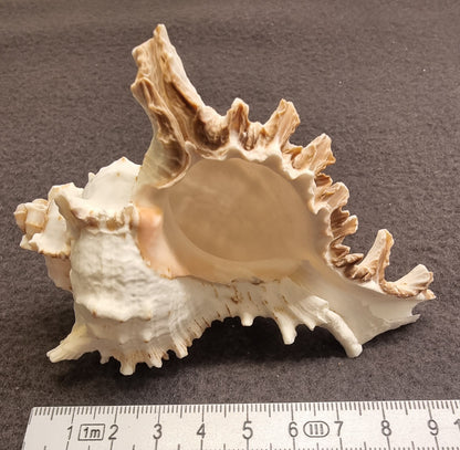 Ramose Murex – Chicoreus ramosus – ekte tropisk sjøskjell
