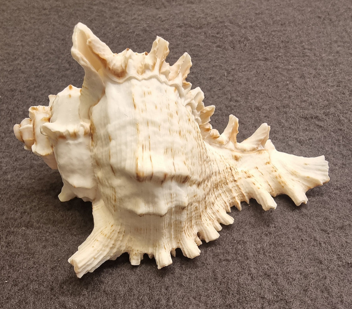 Ramose Murex – Chicoreus ramosus – ekte tropisk sjøskjell – bilde 3 av 3
