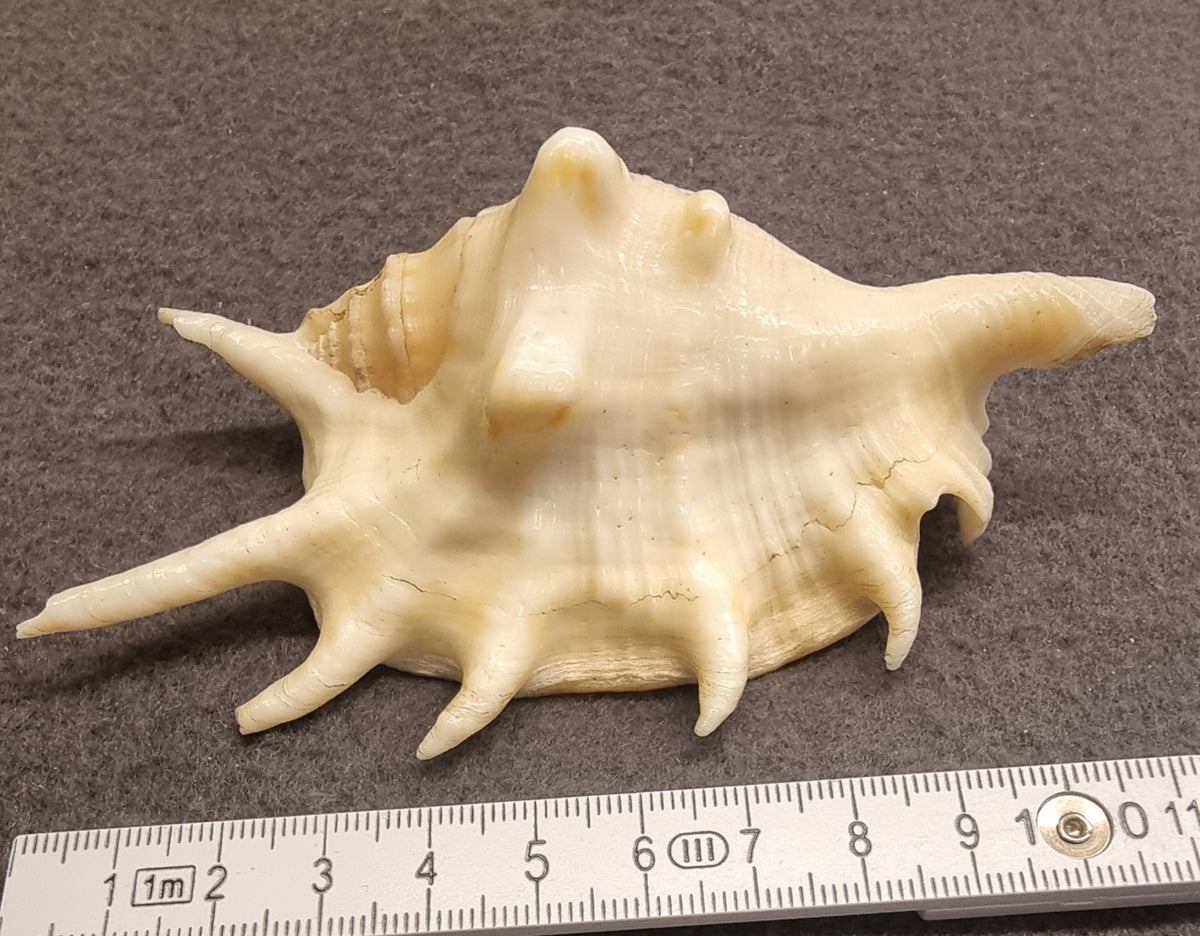 Lambis – Spider Conch / edderkoppsnegl – ekte sjøskjell