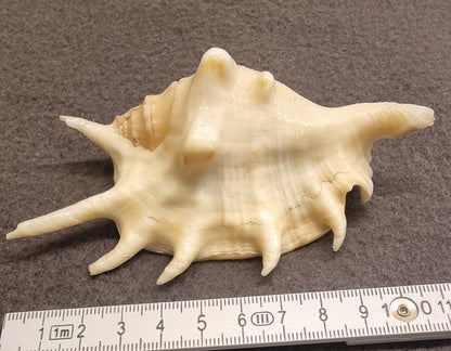 Lambis – Spider Conch / edderkoppsnegl – ekte sjøskjell