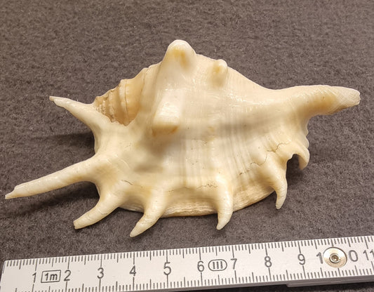 Lambis – Spider Conch / edderkoppsnegl – ekte sjøskjell